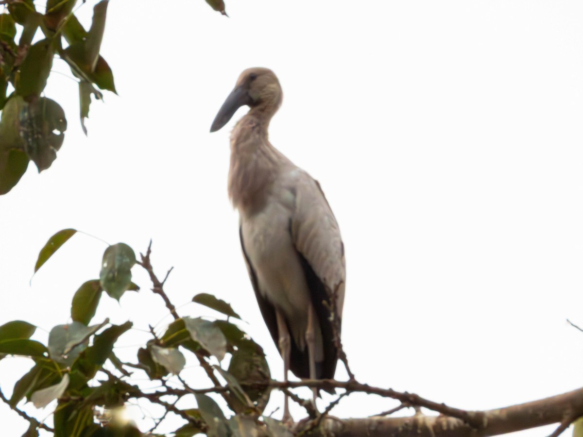 Bec-ouvert indien - ML644363572