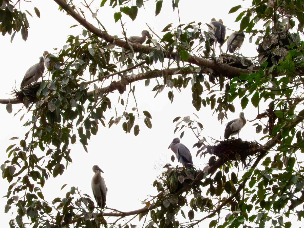 Bec-ouvert indien - ML644363574