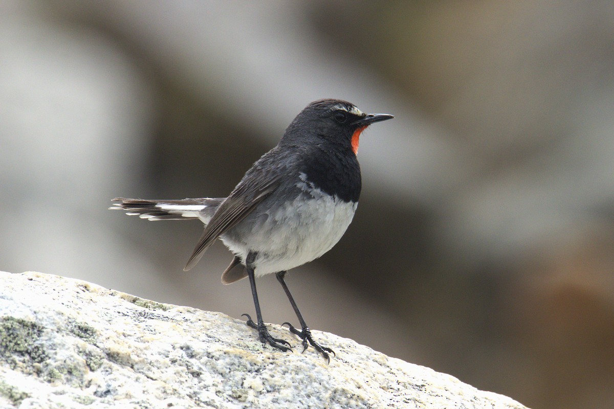 Himalayan Rubythroat - ML644363575