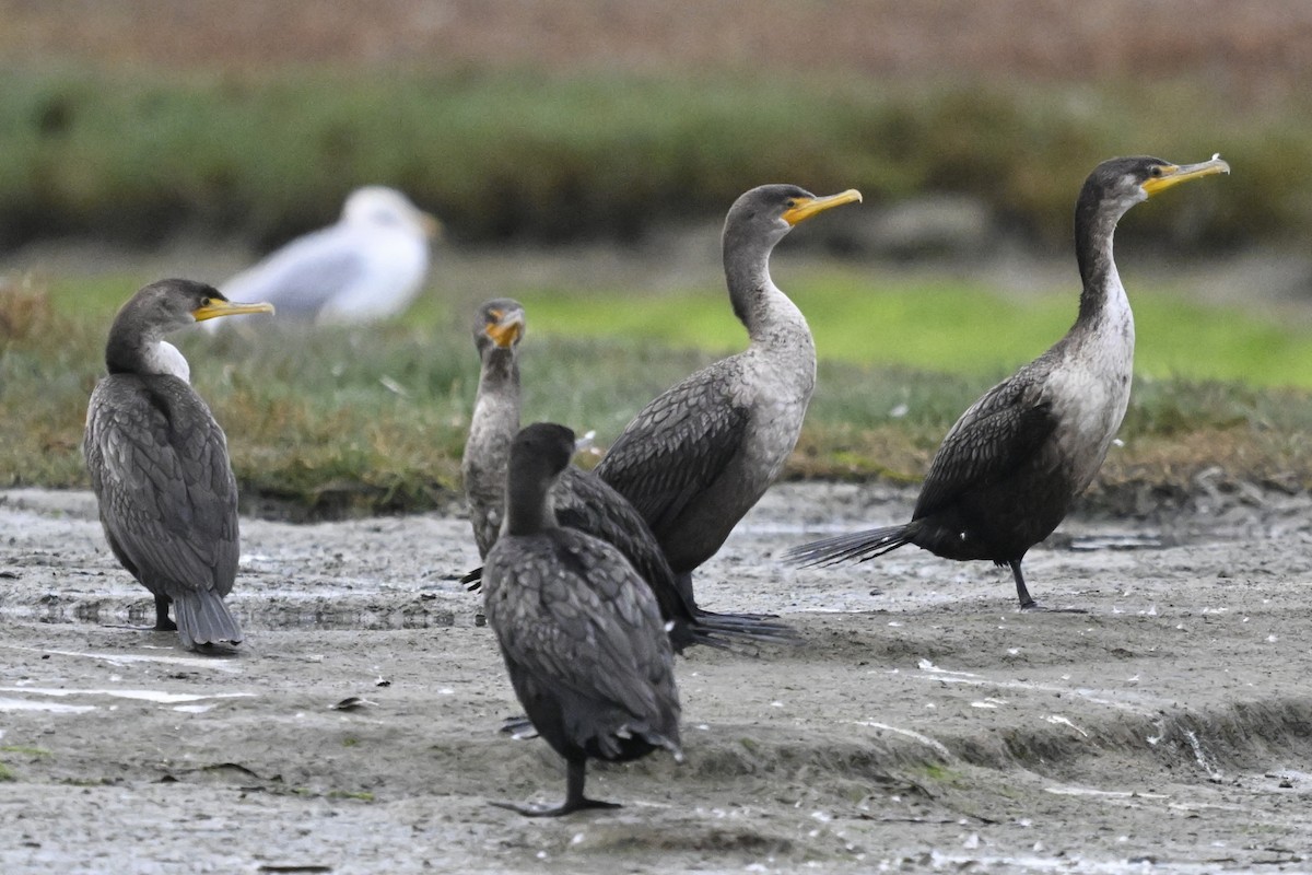 Double-crested Cormorant - ML644363576