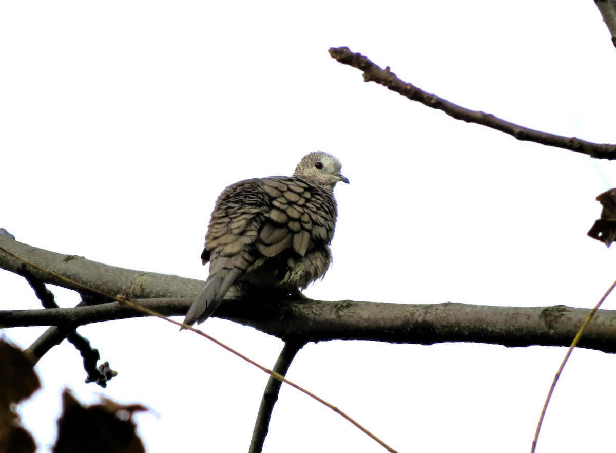 Colombe inca - ML644363578