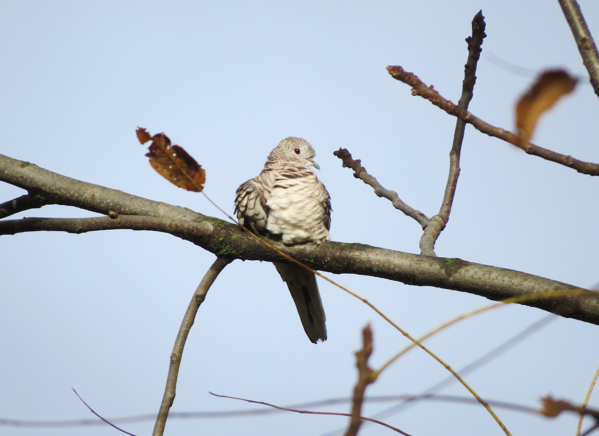 Colombe inca - ML644363579