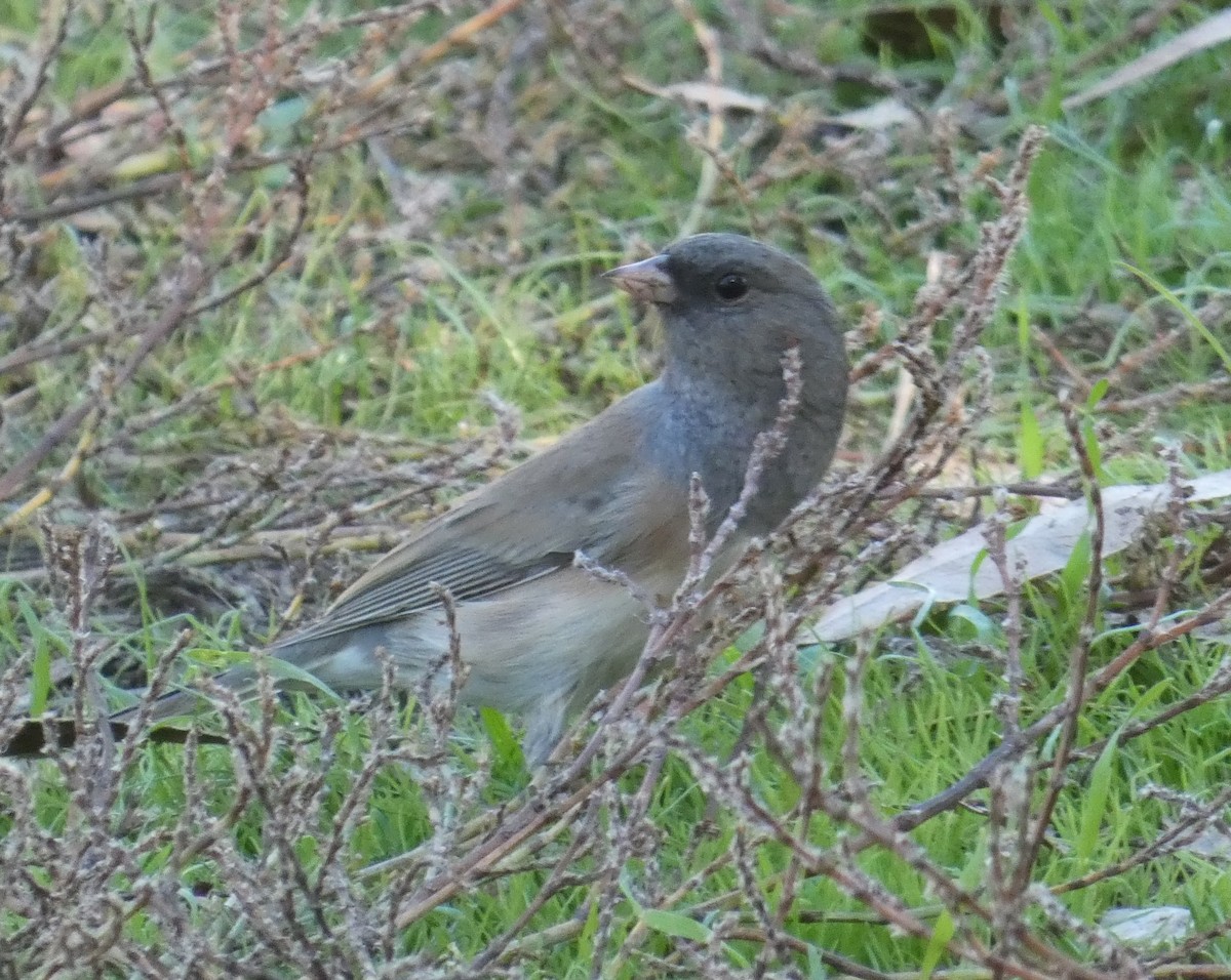 Dark-eyed Junco - ML644363588