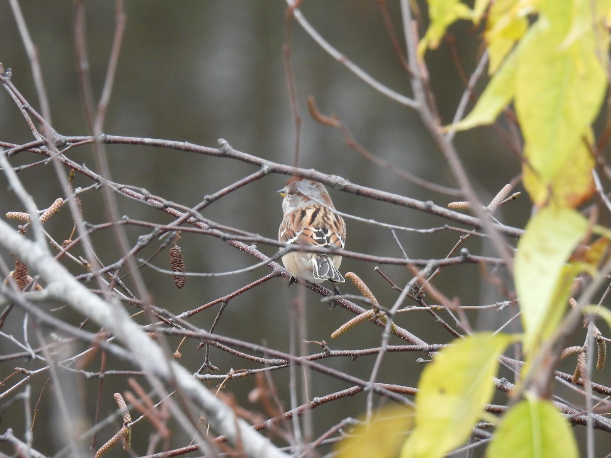 Пасовник північний - ML644363593