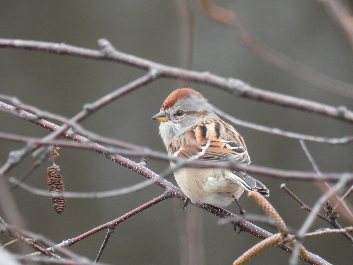 Пасовник північний - ML644363594