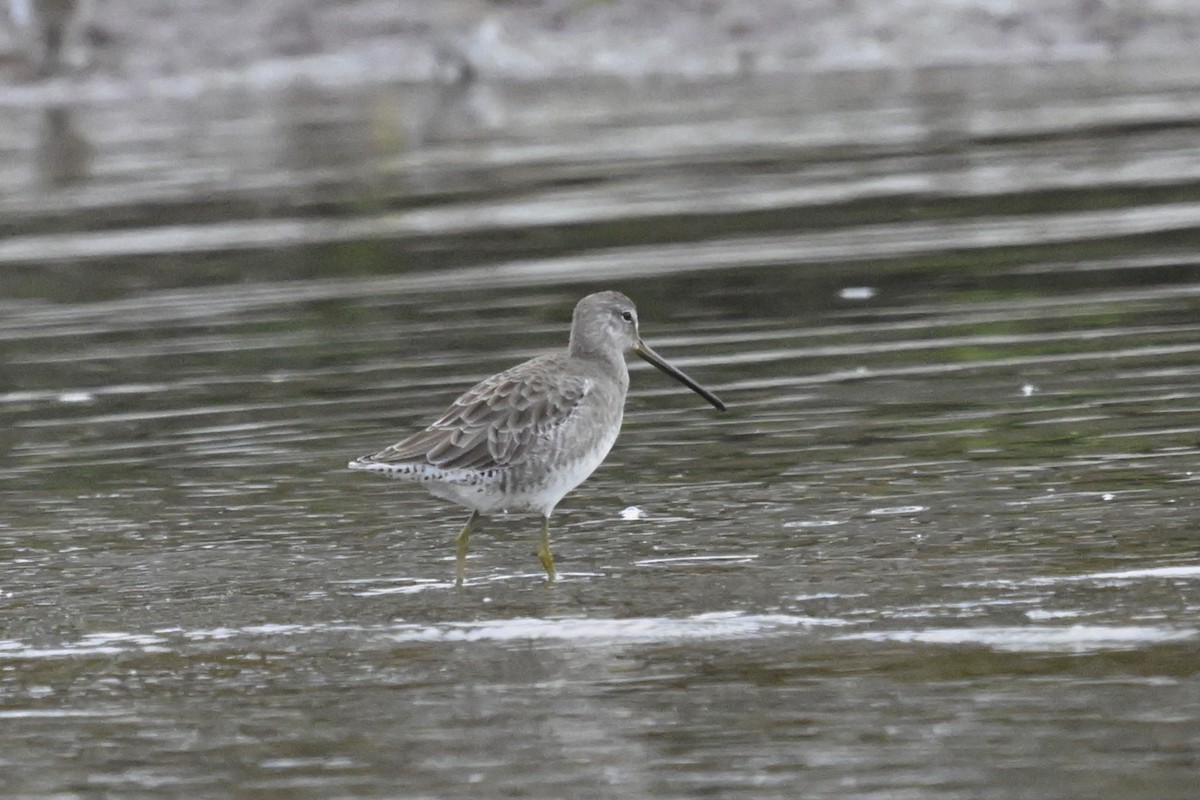 Long-billed Dowitcher - ML644363597