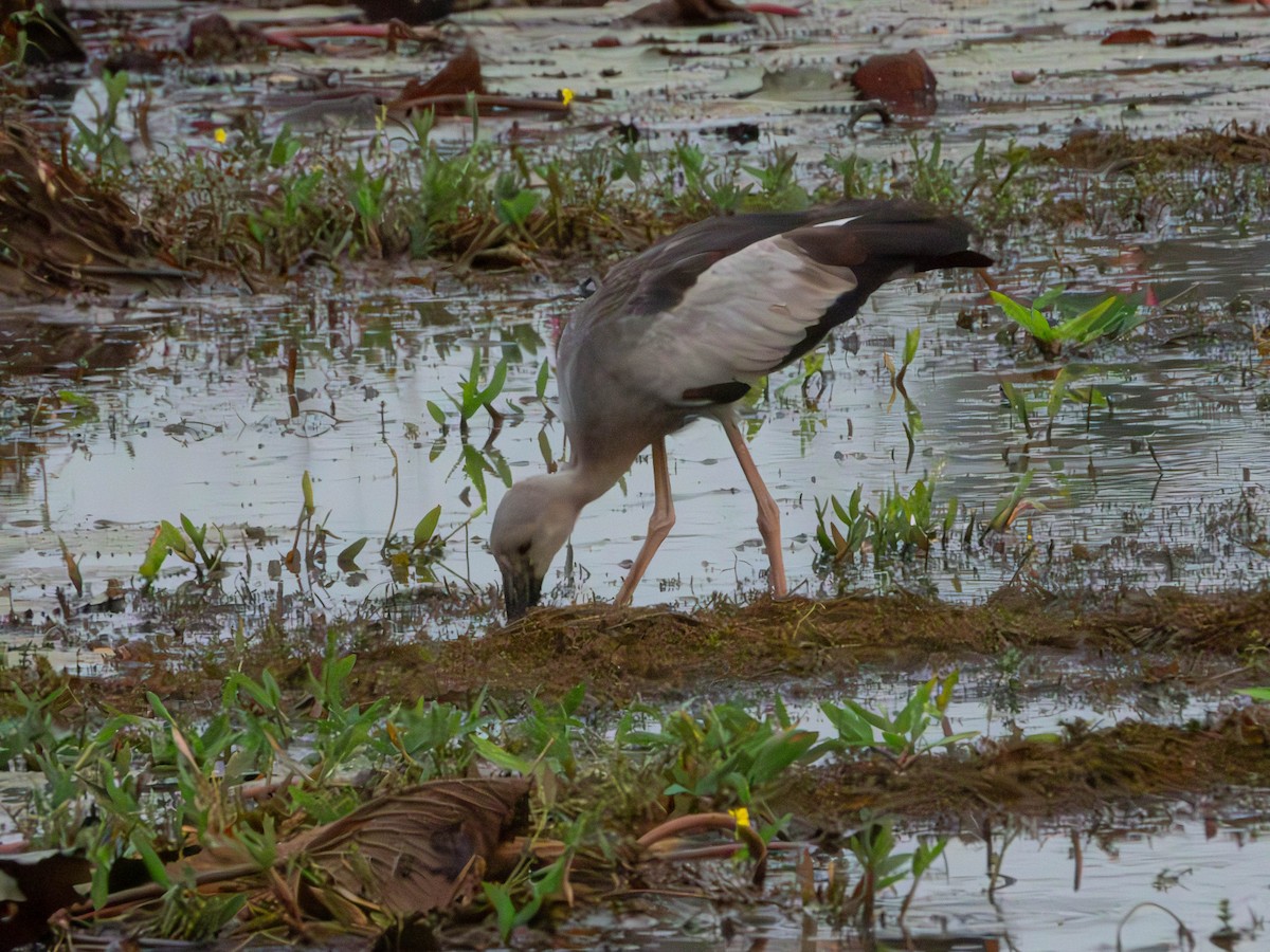 Bec-ouvert indien - ML644363604