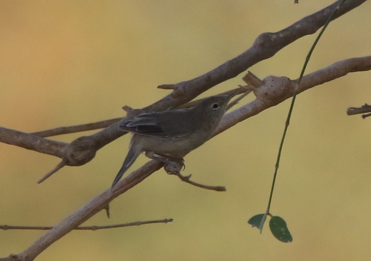 Eastern Olivaceous Warbler - ML644363605