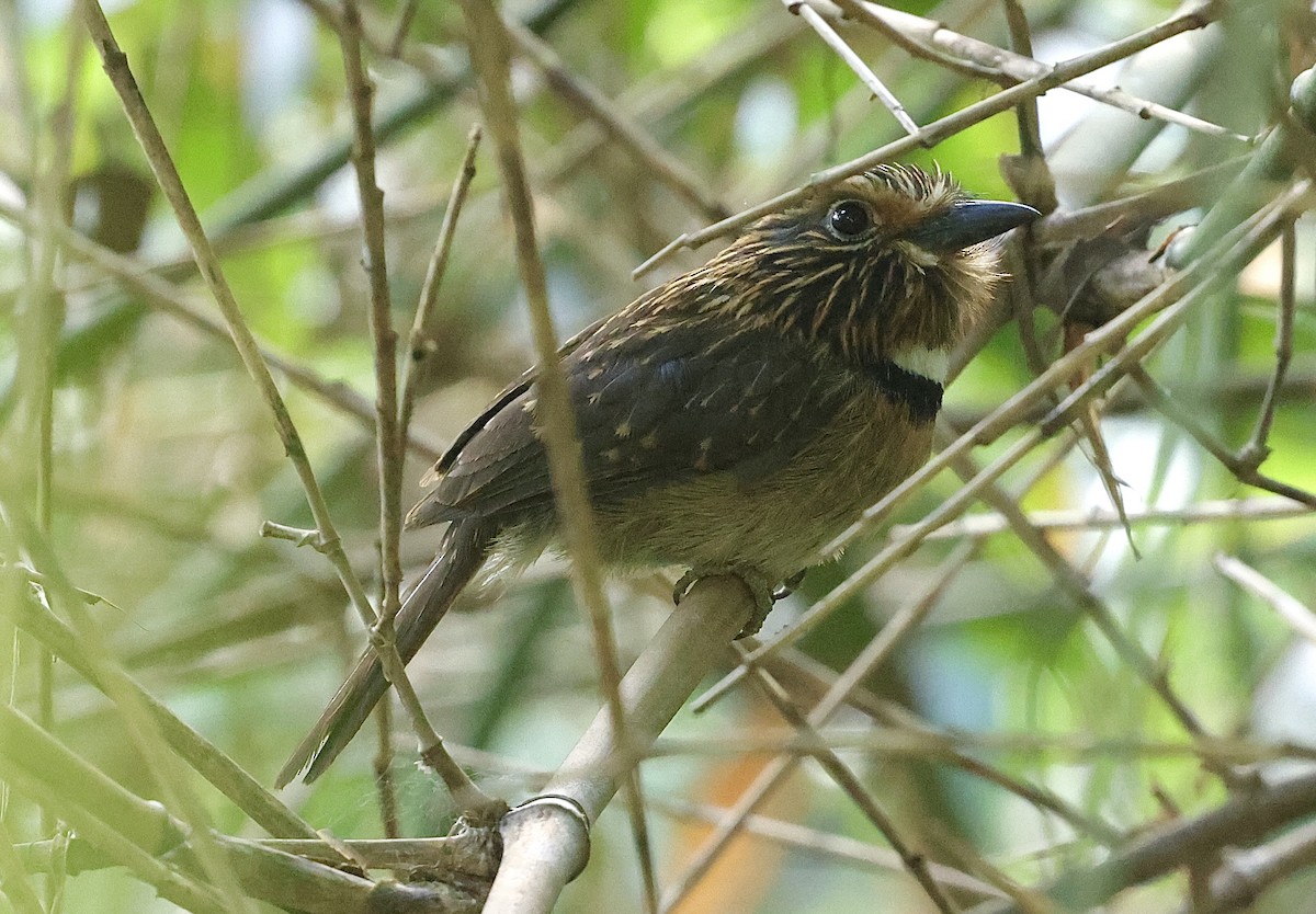 Crescent-chested Puffbird - ML644363609