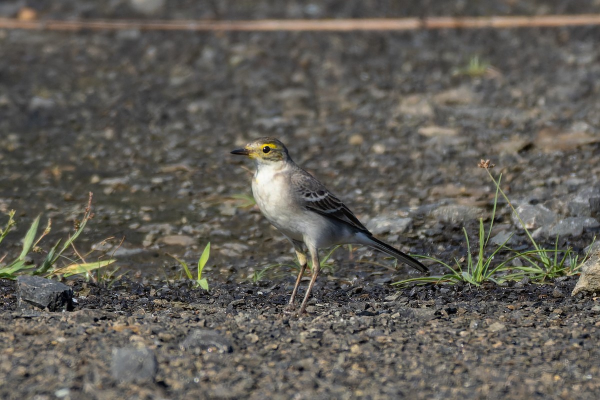 Citrine Wagtail - ML644363620