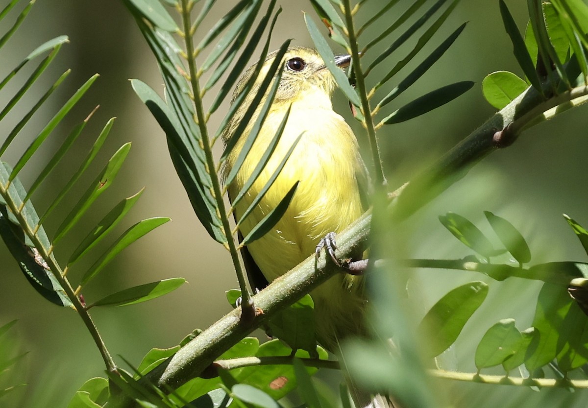Yellow Tyrannulet - ML644363628