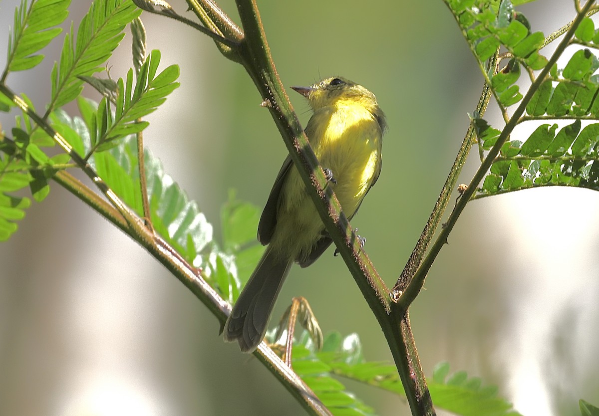 Yellow Tyrannulet - ML644363629