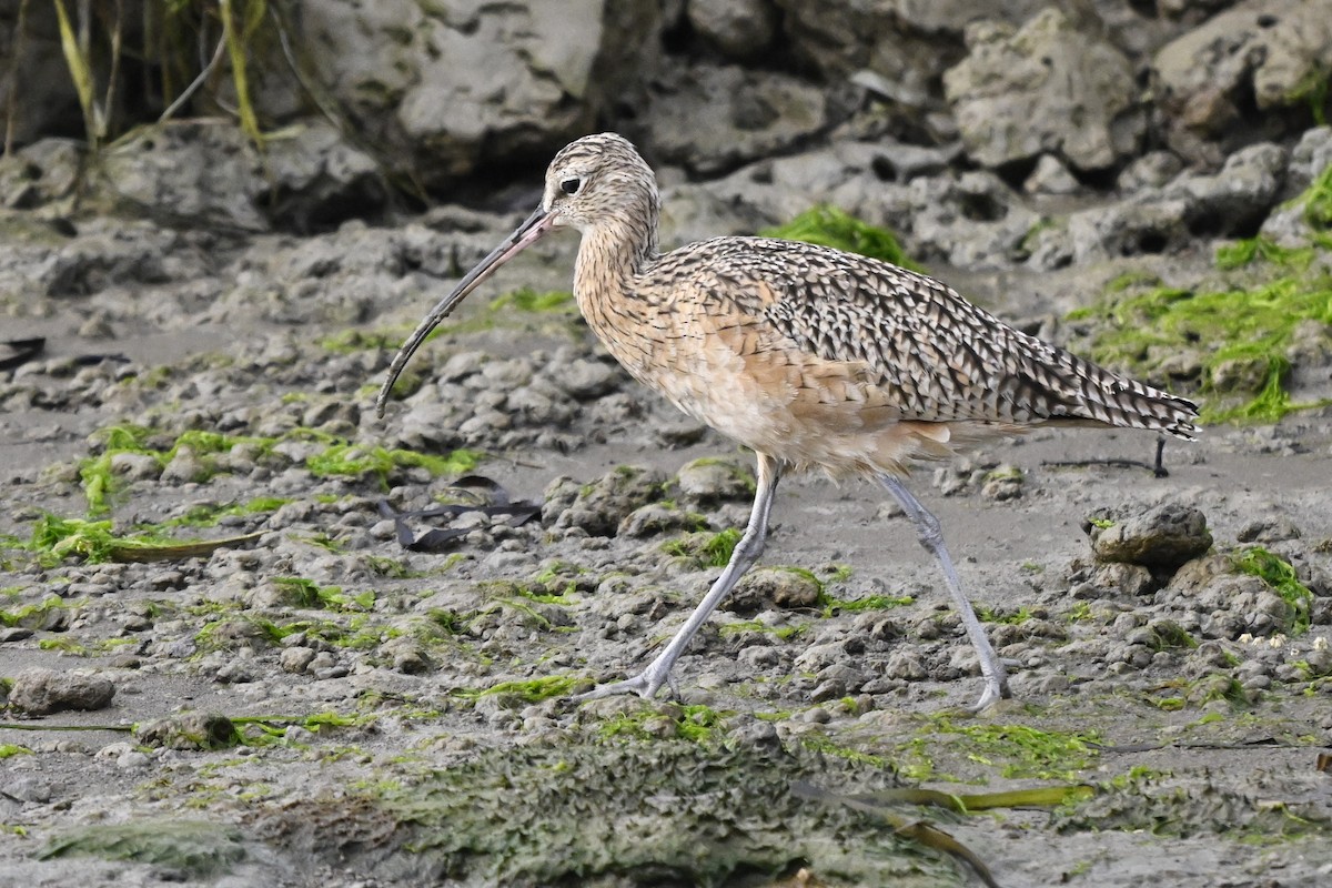 Long-billed Curlew - ML644363632