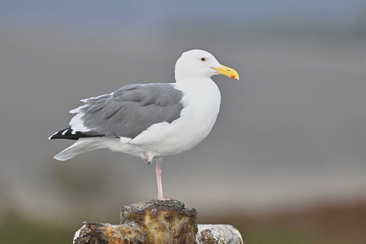 アメリカオオセグロカモメ - ML644363648