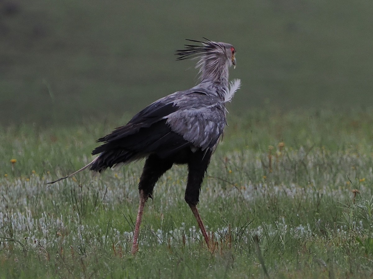 ヘビクイワシ - ML644363649