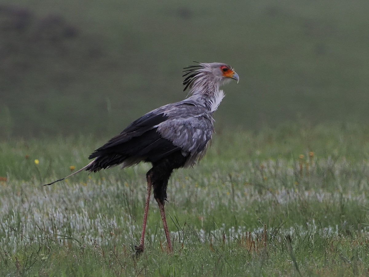 ヘビクイワシ - ML644363650