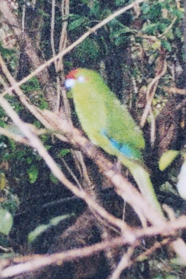 Ziegensittich - ML644363652