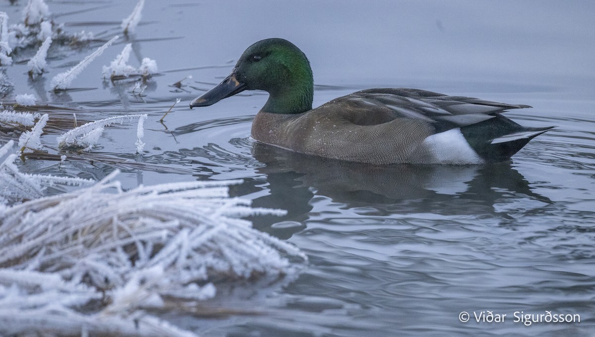 מרית צפונית x ברכיה (בן כלאיים) - ML644363653