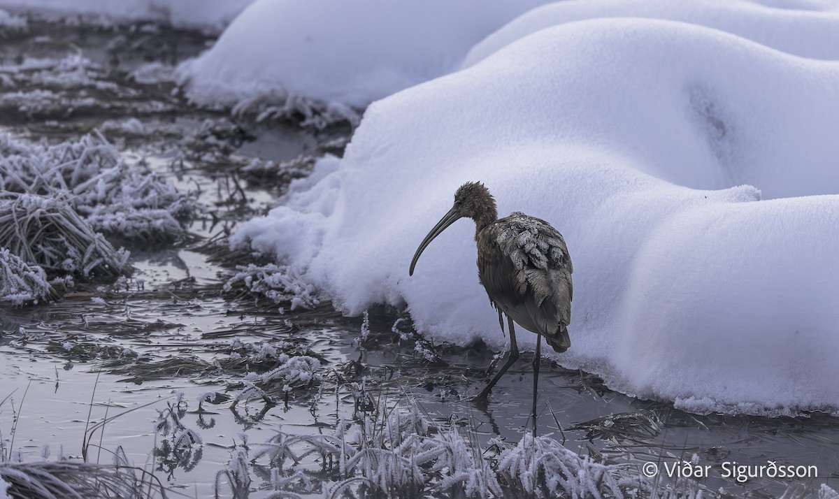 מגלן חום - ML644363673