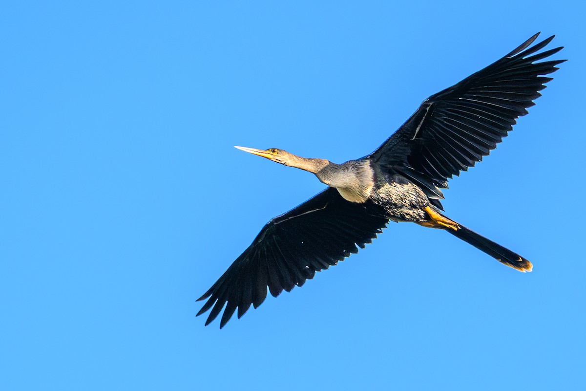 Anhinga - ML644363679