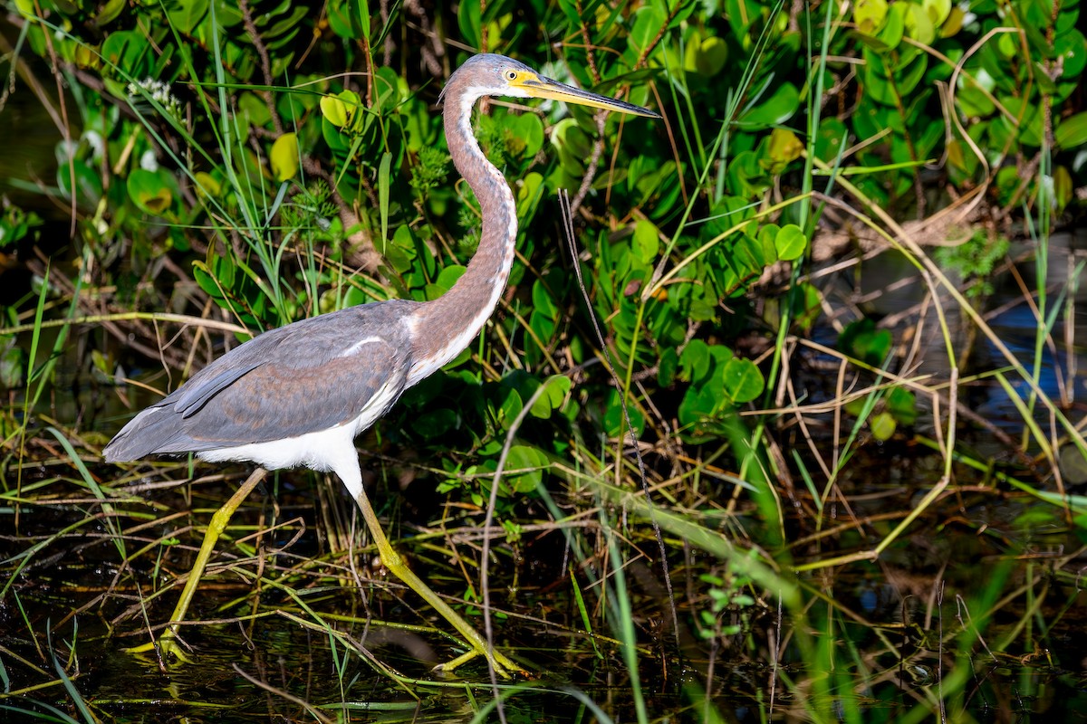 Tricolored Heron - ML644363686