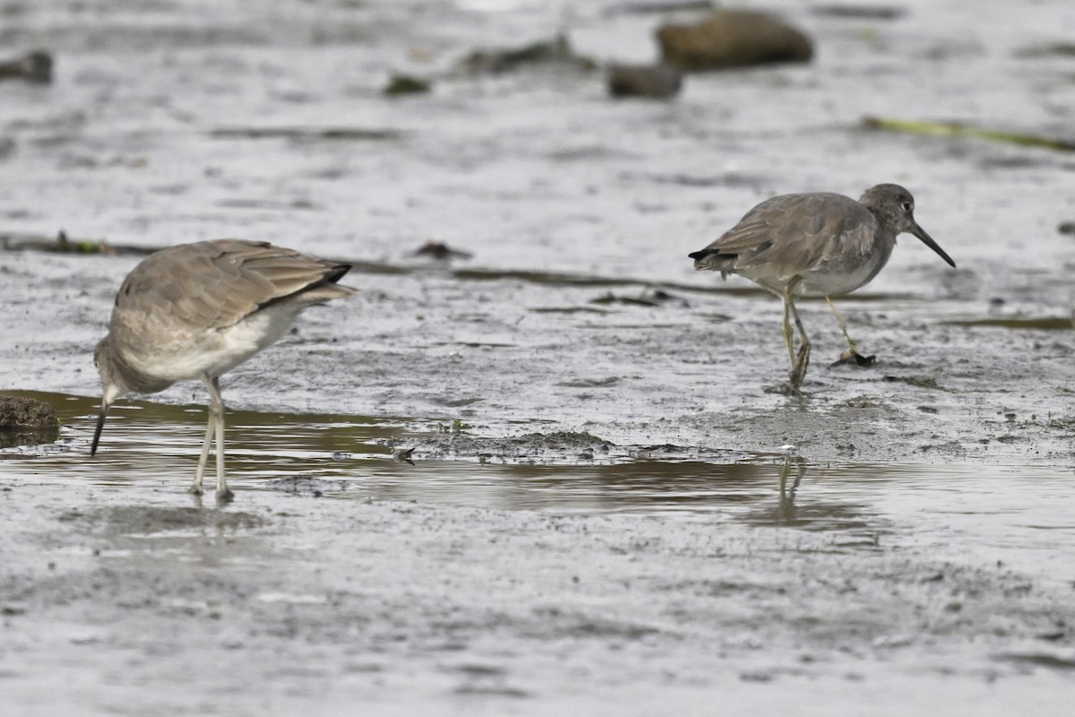 Kuliska erdipalmatua - ML644363694