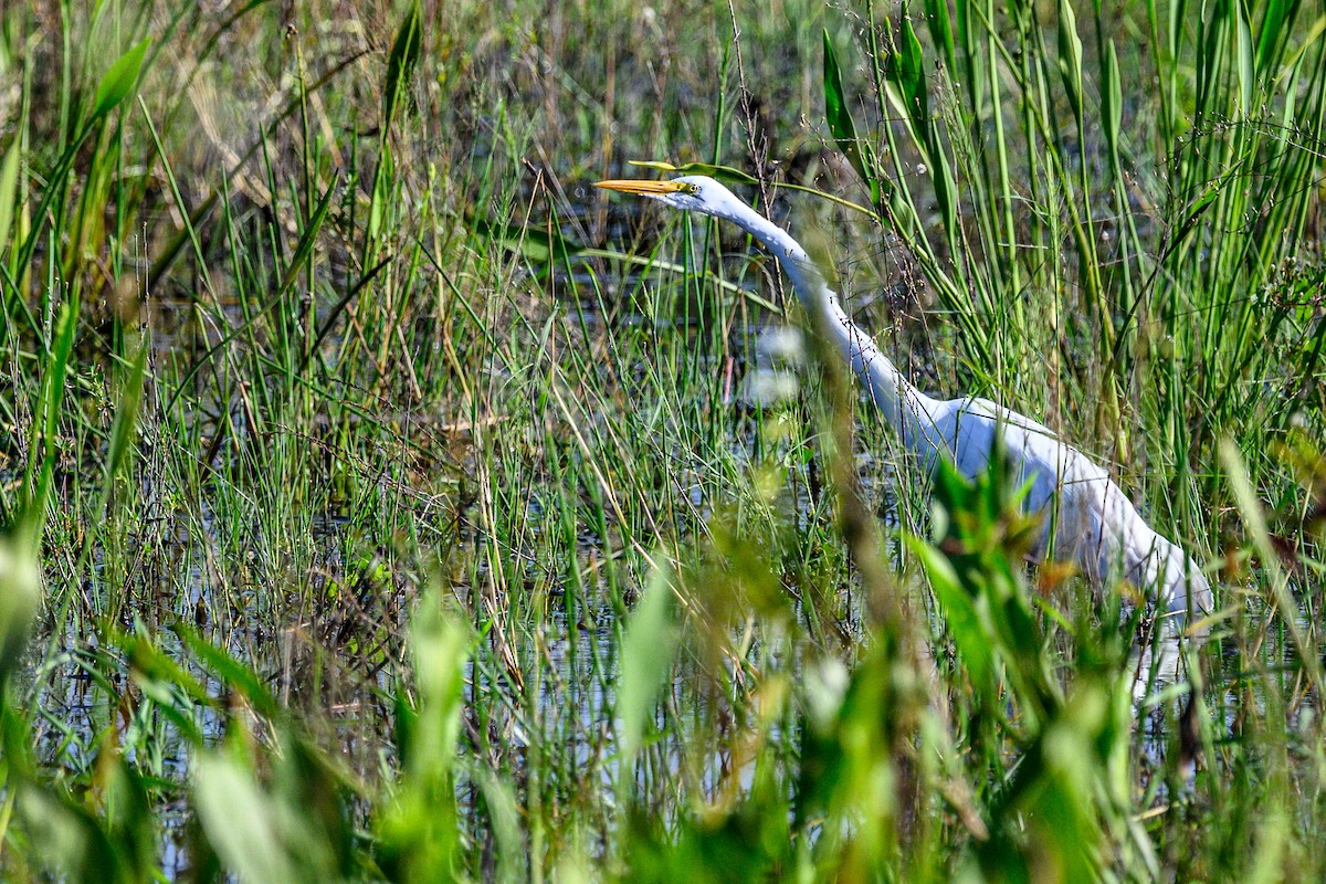 Цасч дэглий - ML644363697