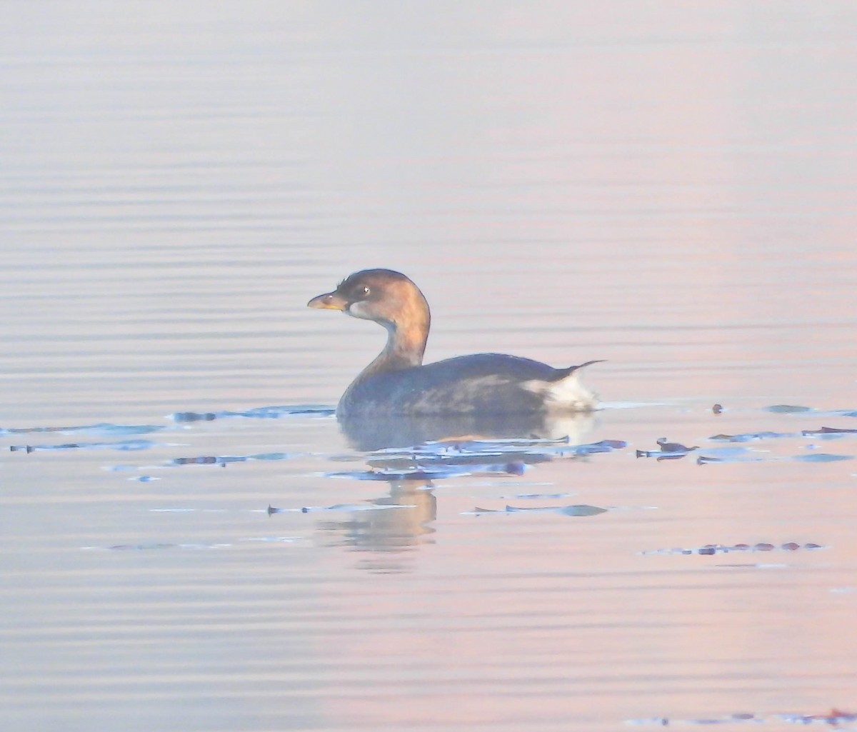 Kalın Gagalı Batağan - ML644363699