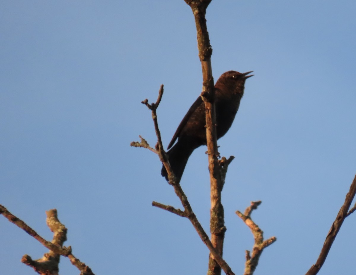 Rusty Blackbird - ML644363700