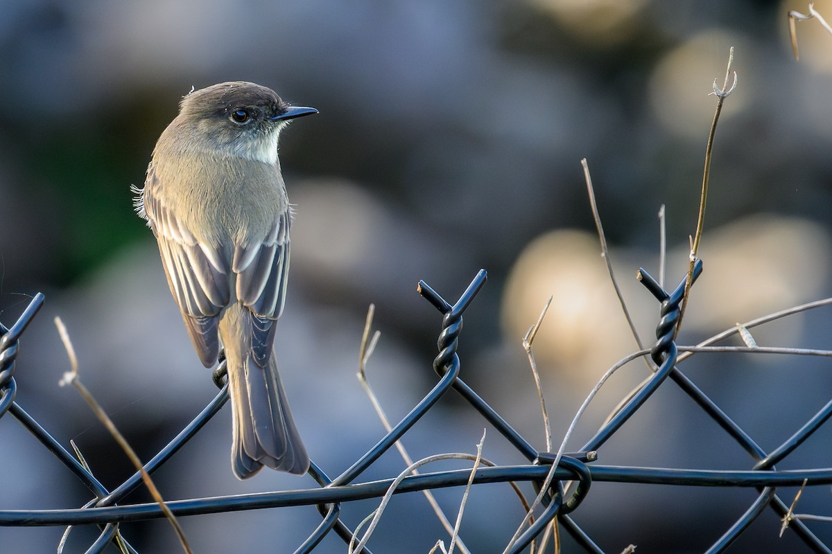 Eastern Phoebe - ML644363702