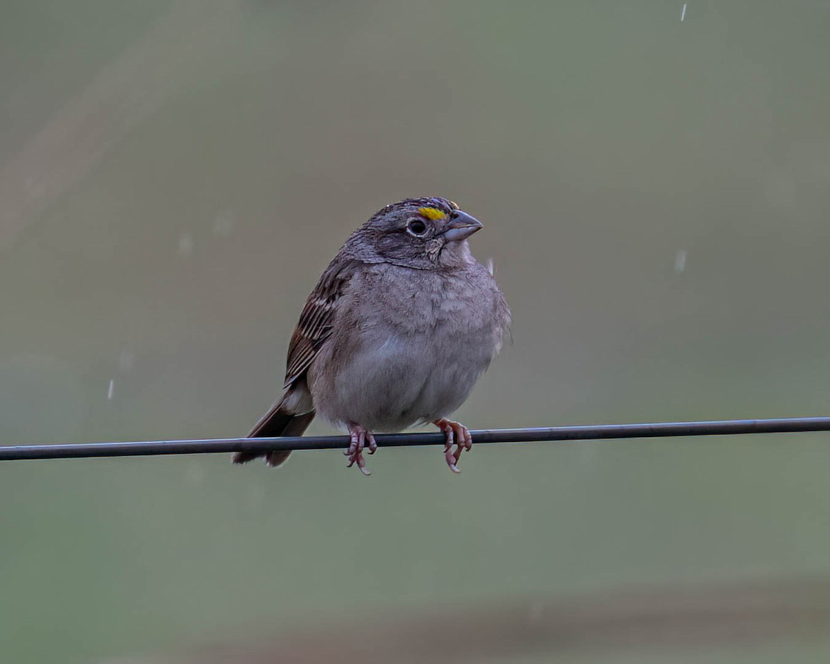 Wachtelammer - ML644363708