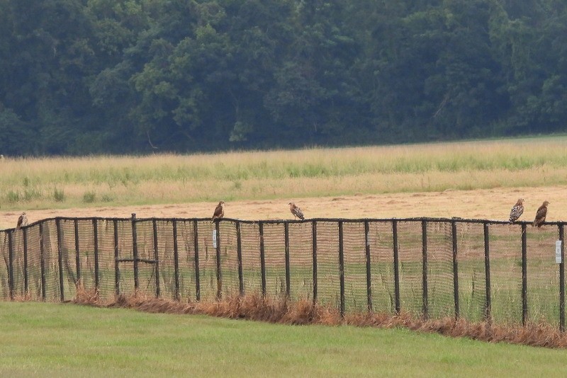 Red-shouldered Hawk - ML644363710