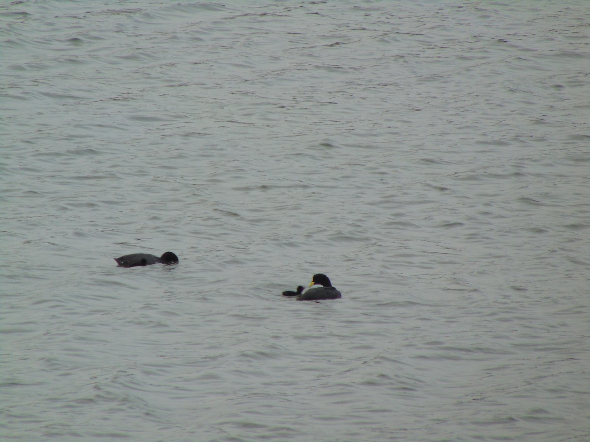 Foulque à jarretières - ML644363714