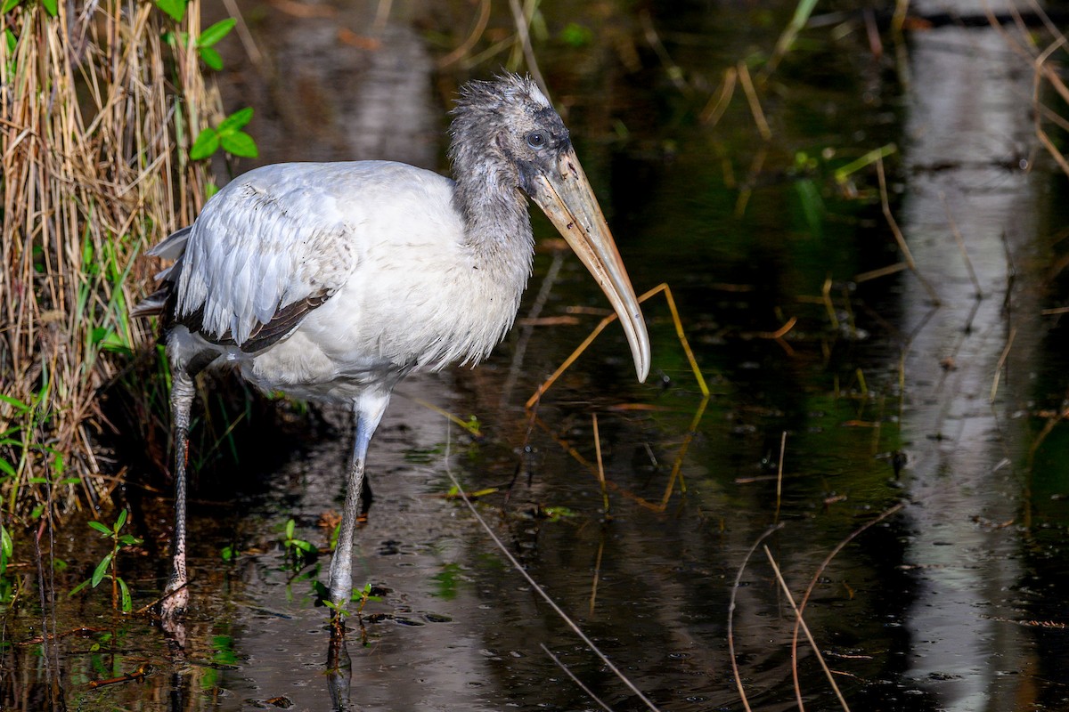 Wood Stork - ML644363716