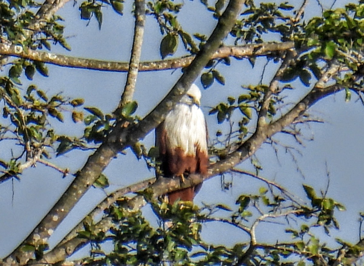 Brahminy Kite - ML644363725
