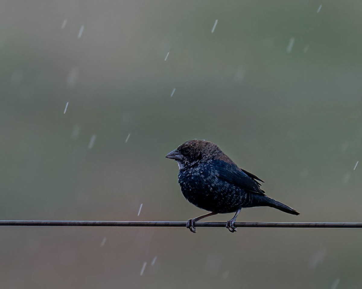 Blue-black Grassquit - ML644363728