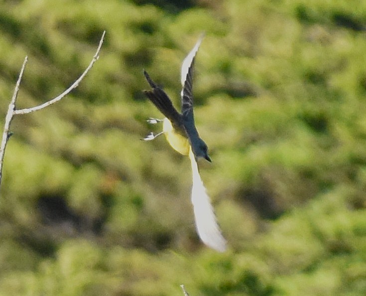 tropekongetyrann - ML644363729