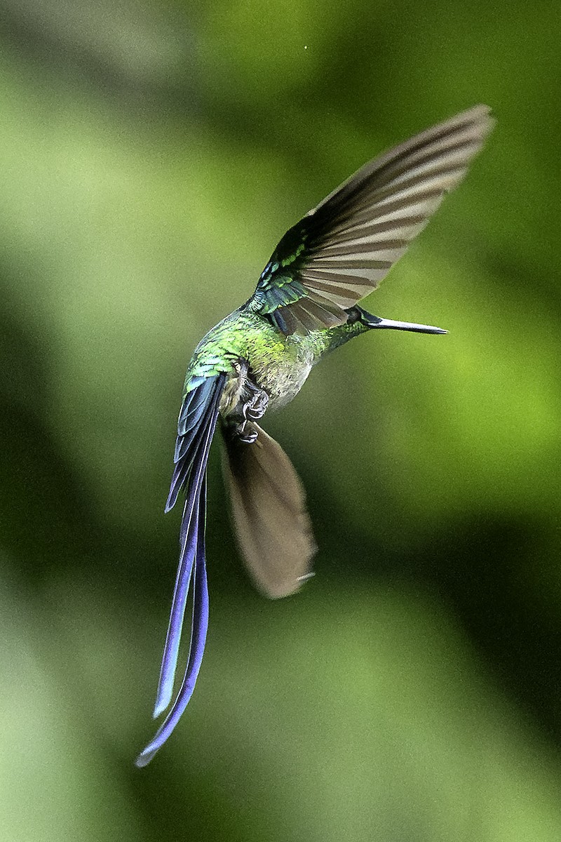 Long-tailed Sylph - ML644363734