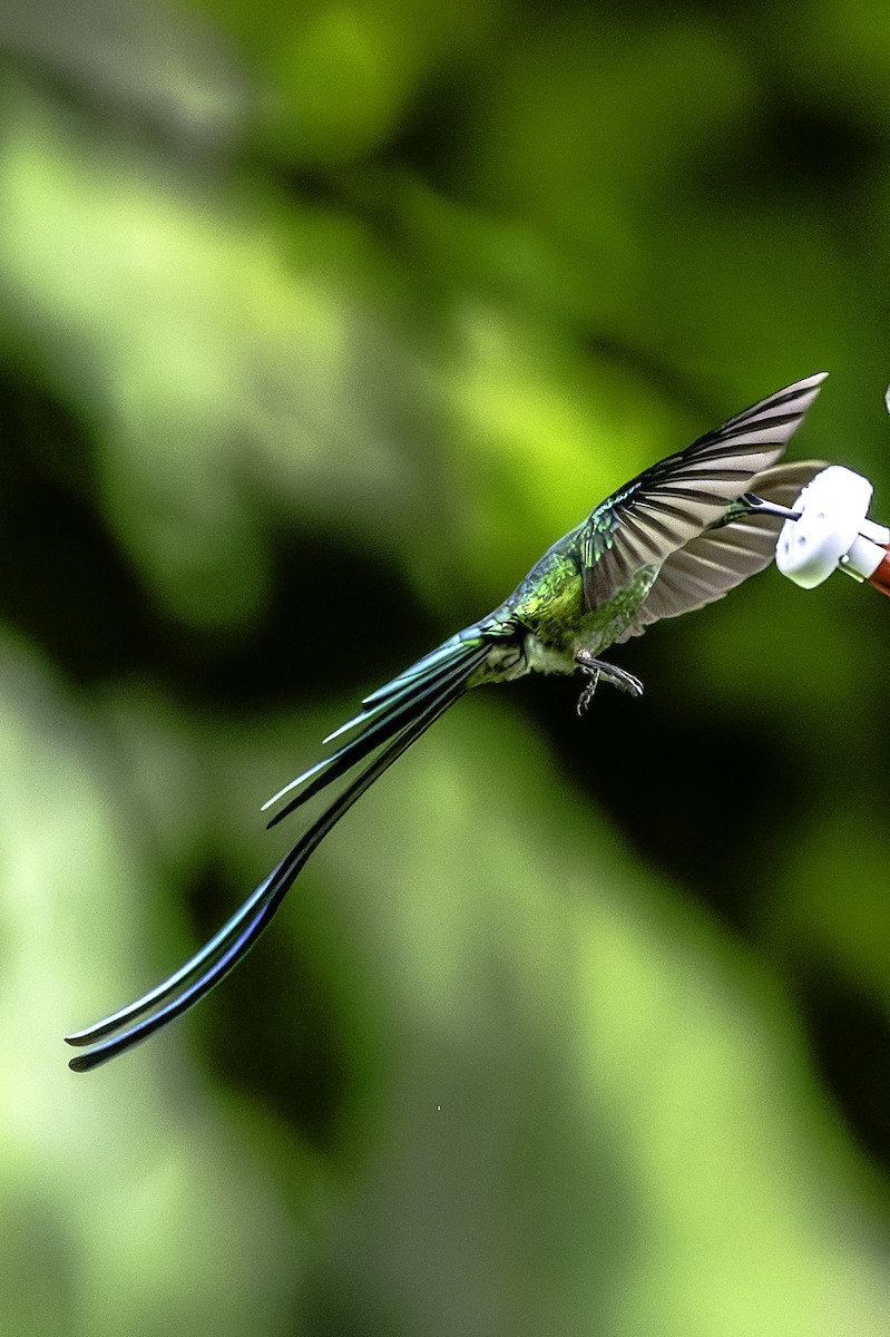 Long-tailed Sylph - ML644363735