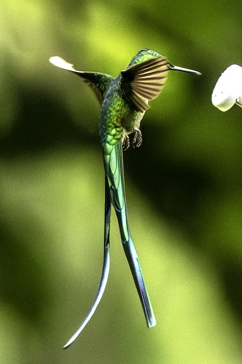 Long-tailed Sylph - ML644363736