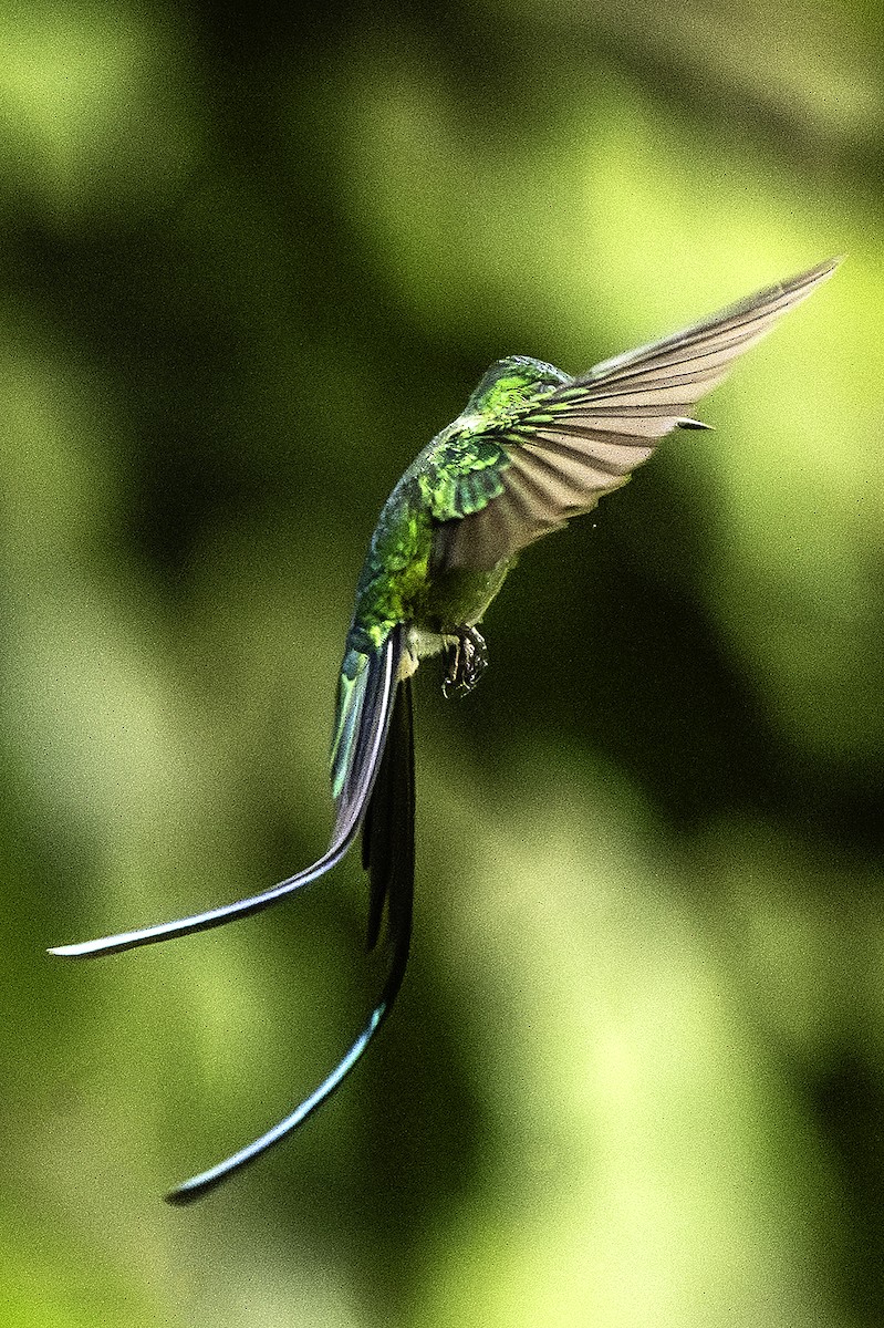 Long-tailed Sylph - ML644363737