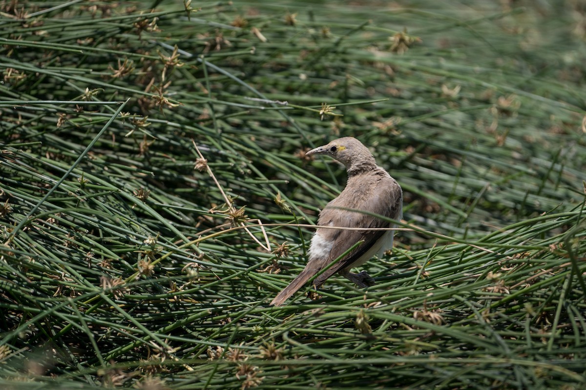 Wattled Starling - ML644363738