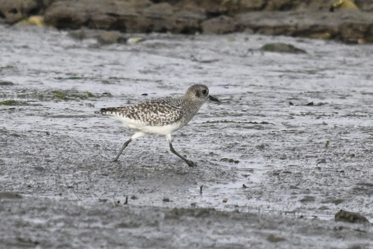 Black-bellied Plover - ML644363743