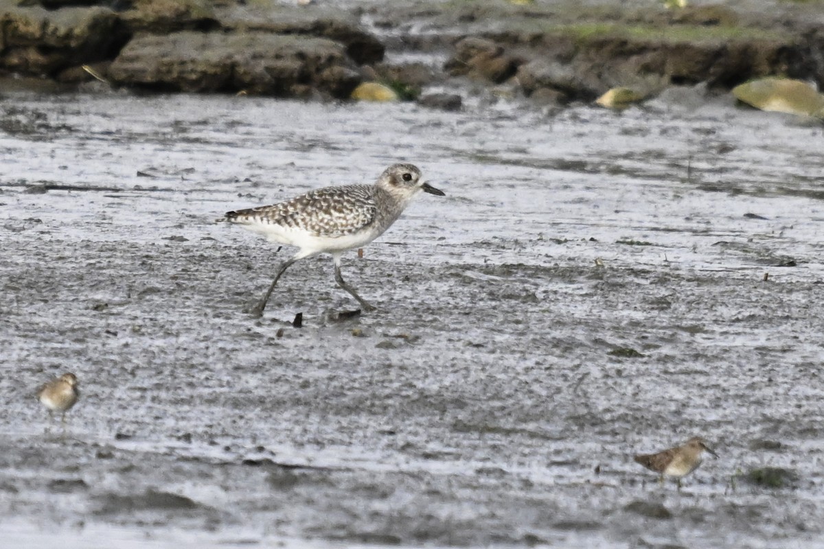 Black-bellied Plover - ML644363744