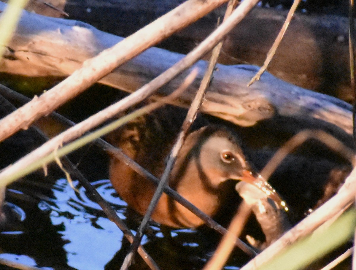 Virginia Rail - ML644363748