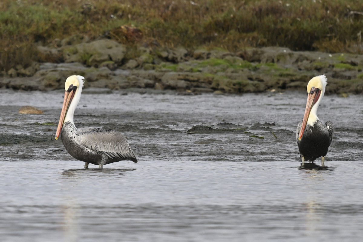 Brown Pelican - ML644363762