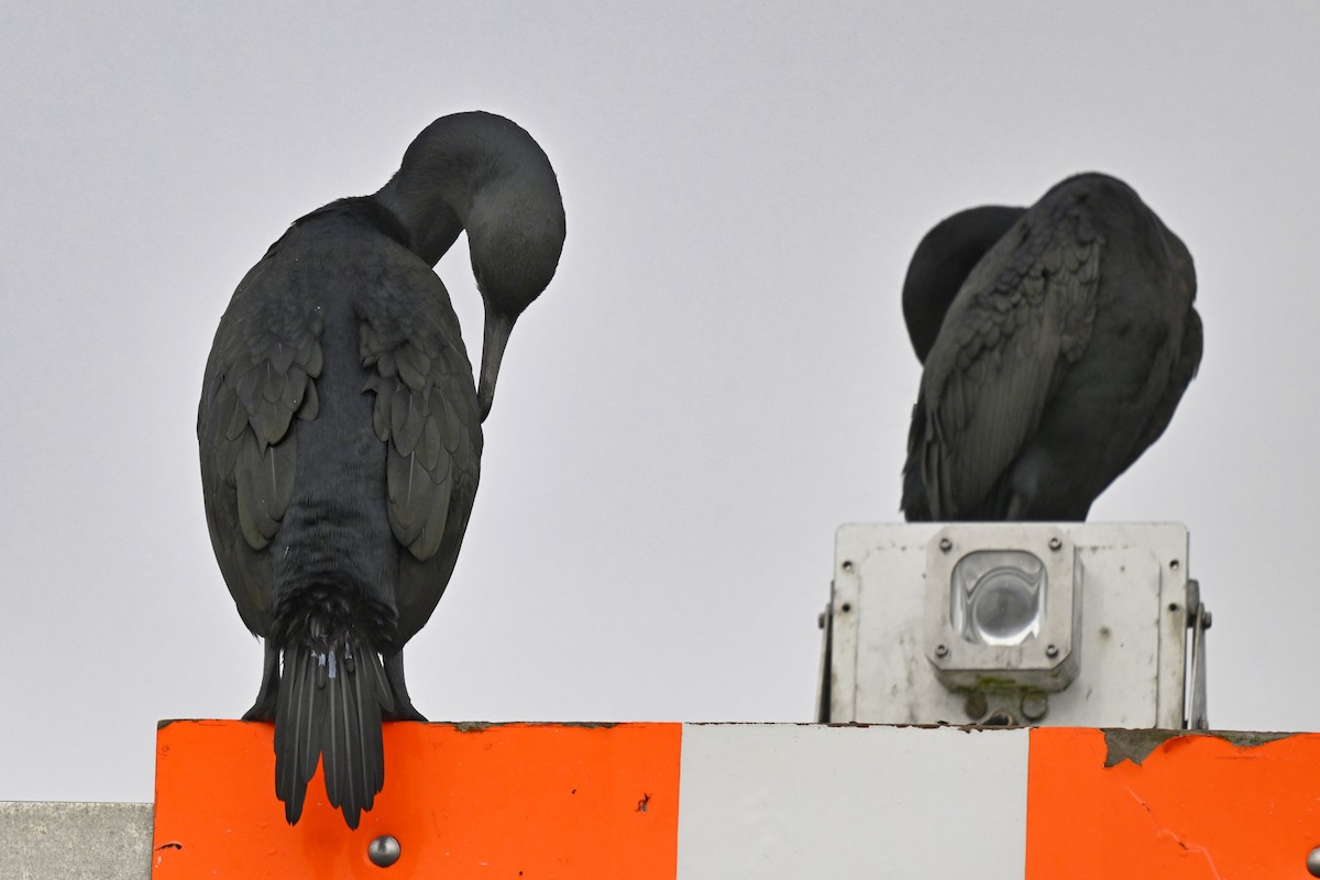 Brandt's Cormorant - ML644363766