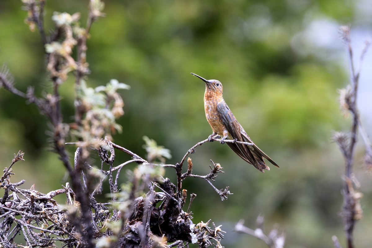 Giant Hummingbird - ML644363796