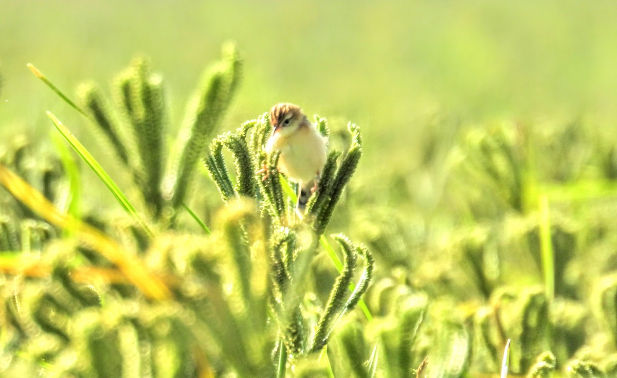Prinia Sencilla - ML644363799