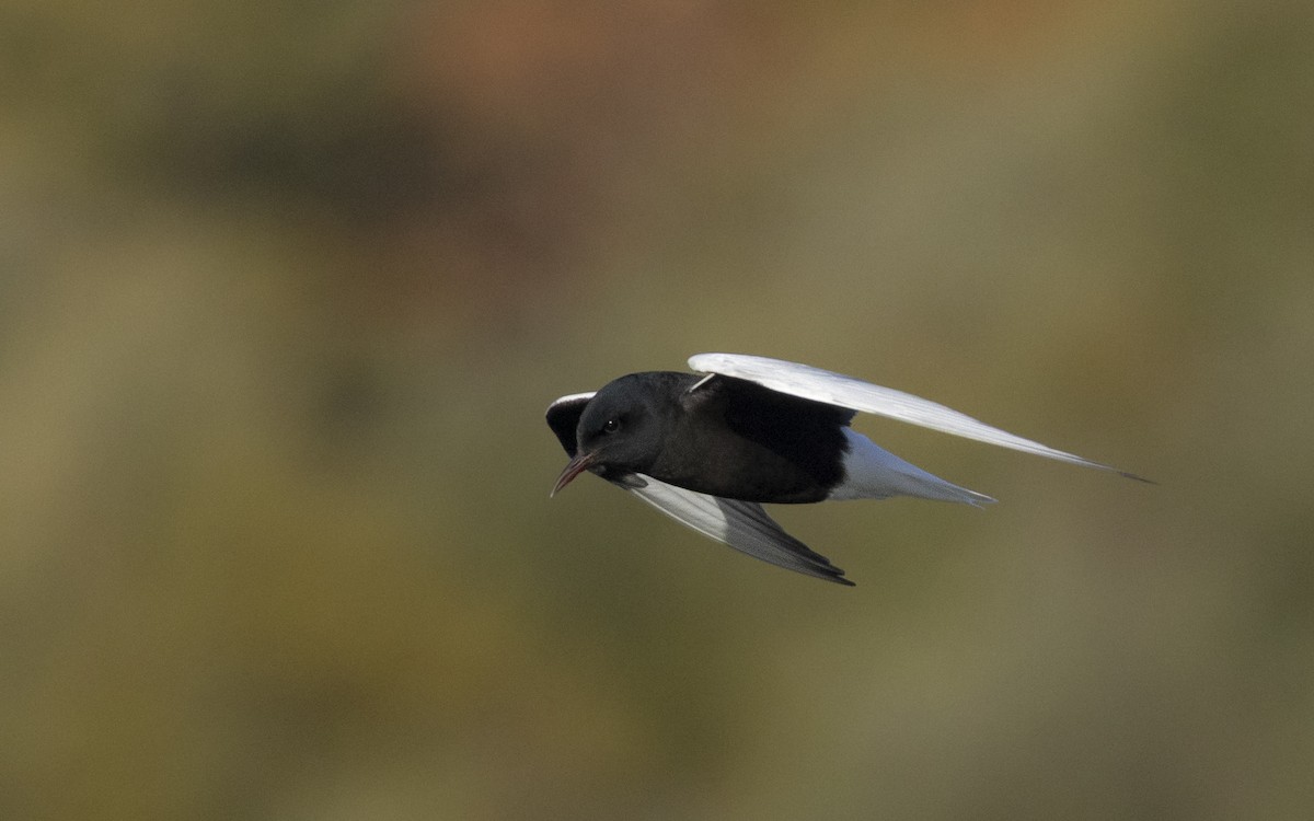 hvitvingesvartterne - ML644363801